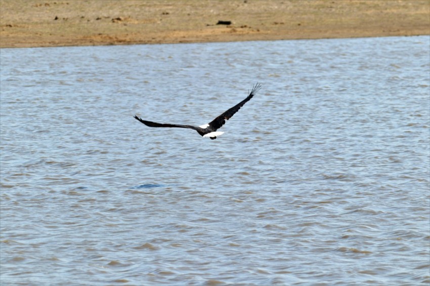 a bird flying over water