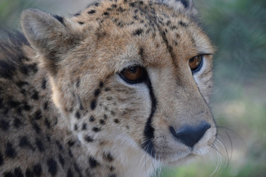 a close up of a cheetahs face with a blurry background