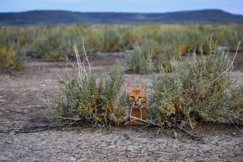 brown fox on brown soil near green grass during daytime