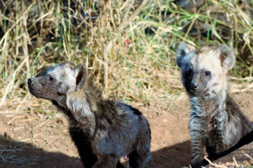 a couple of raccoons