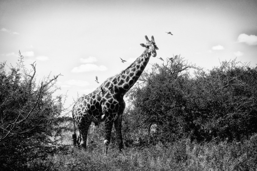 giraffe standing on grass field