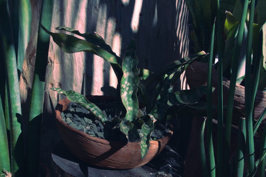 a potted plant sitting on top of a wooden table