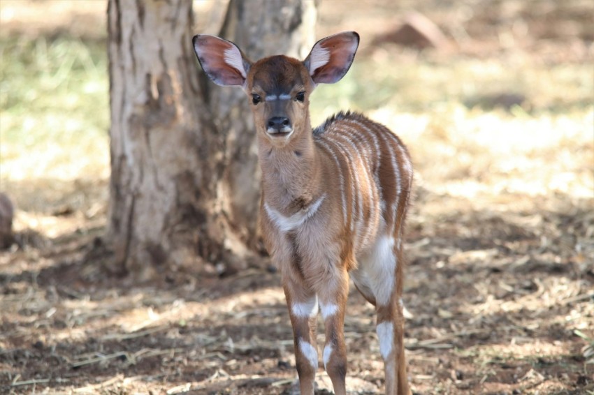 brown and white deer doe