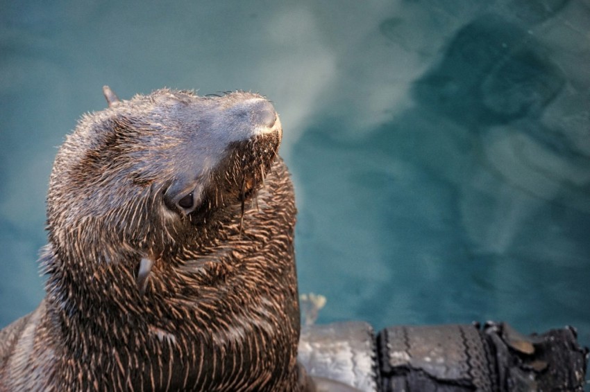 brown seal near body of water W_zUy