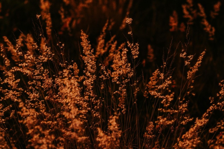 a close up of a bunch of flowers in a field