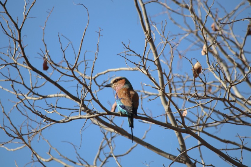 blue and brown bird