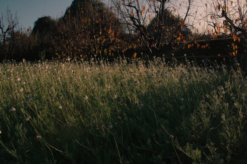 a field of tall grass with trees in the background