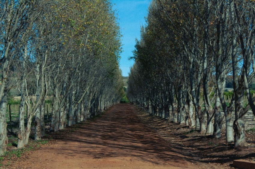 a dirt road lined with trees on both sides