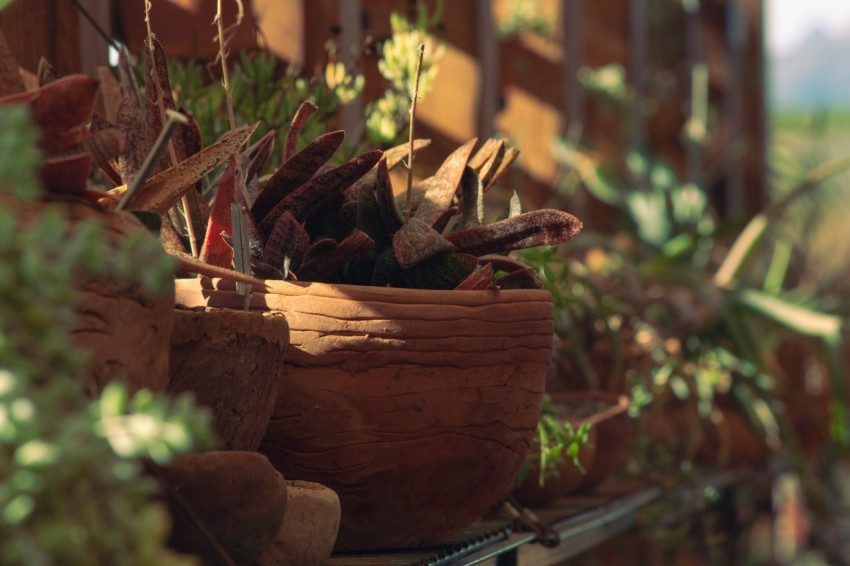 a bunch of potted plants sitting on a shelf