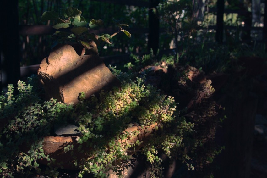 a plant growing out of a rock in a forest