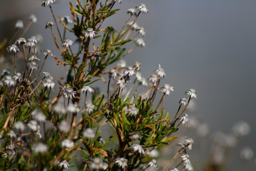 a close up of a plant