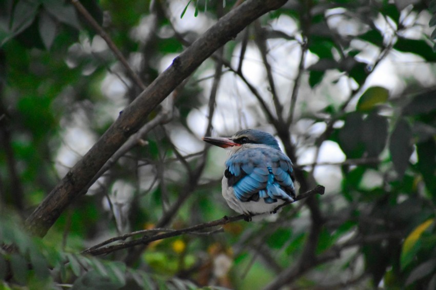 blue and white bird on tree branch 4129