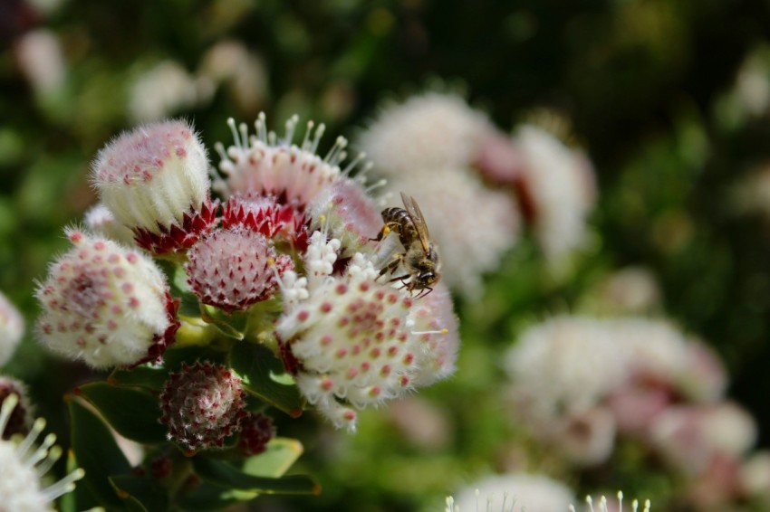 a bee on a flower