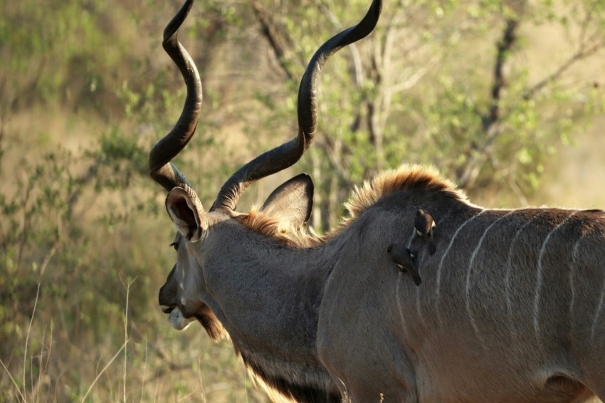 a couple of animals with antlers