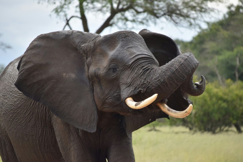 an elephant standing in a field with trees in the background