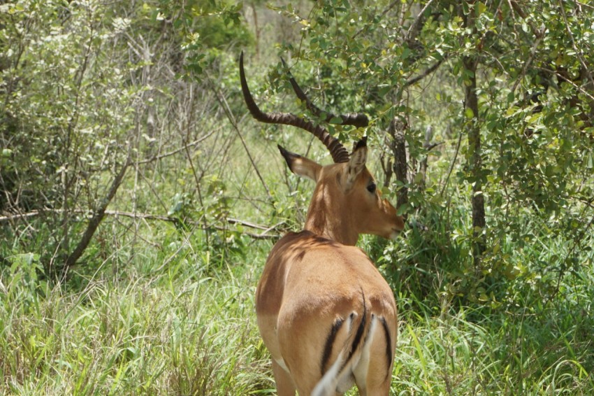 an antelope standing in the middle of a forest v