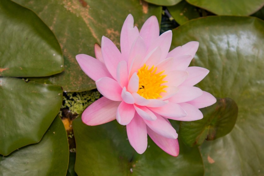 pink lotus flower in bloom