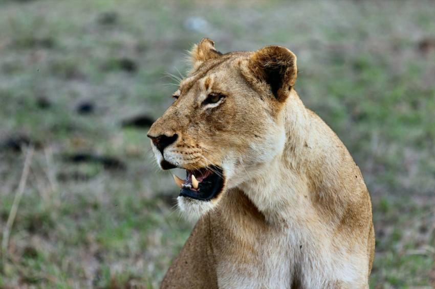 shallow focus photography of brown lioness