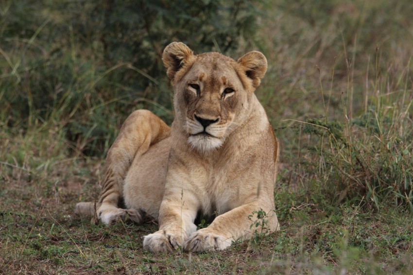 brown lioness on field