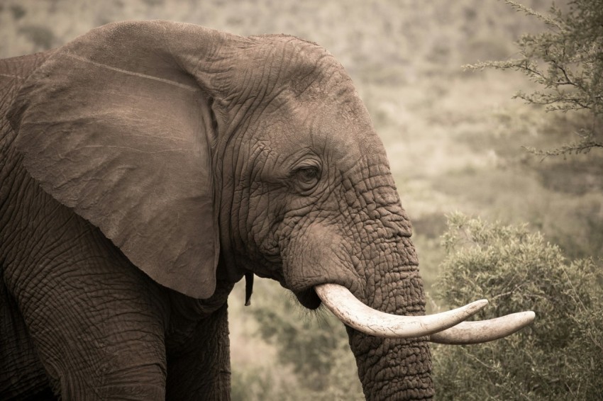 brown elephant on green grass during daytime