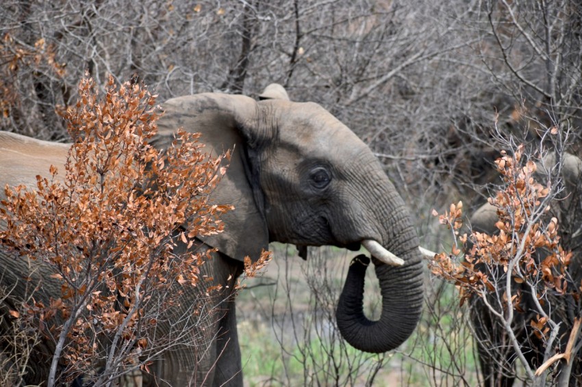 grey elephant standing on green grass field during daytime