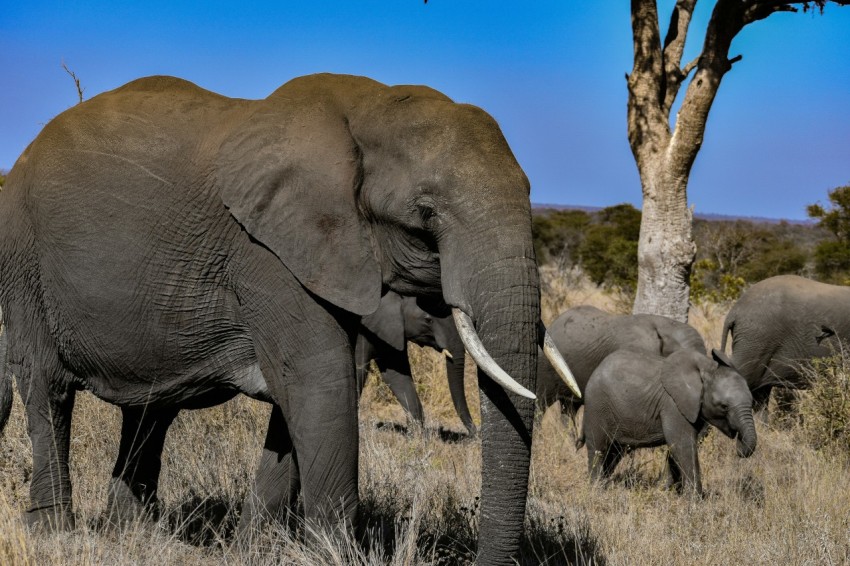 grey elephant walking on brown grass field during daytime 54nLo