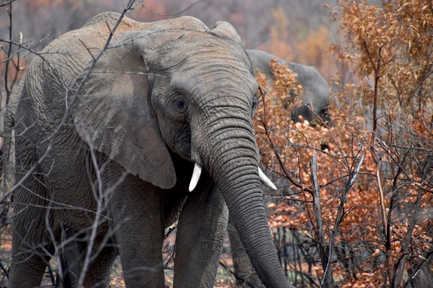 elephant eating dried leaves during daytime b24Fl