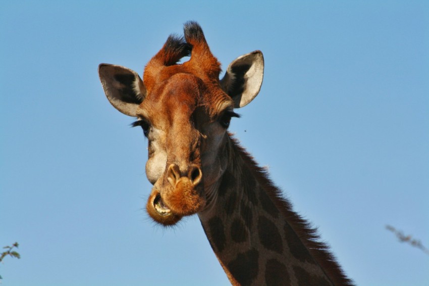 a giraffe with its head tilted to the side LqOuM4ps