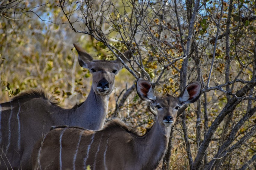 brown deer on green grass during daytime