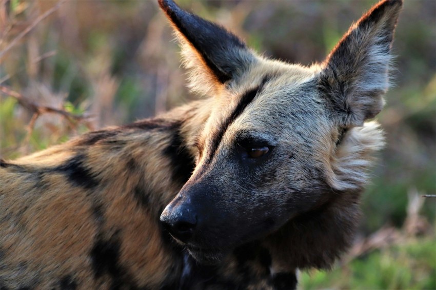 a close up of a deer