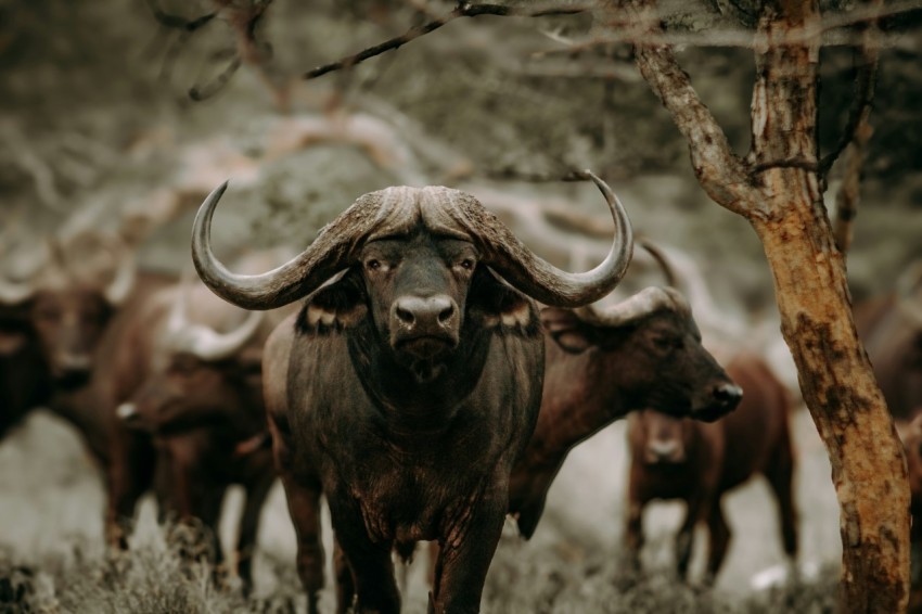 a herd of cattle standing next to a tree