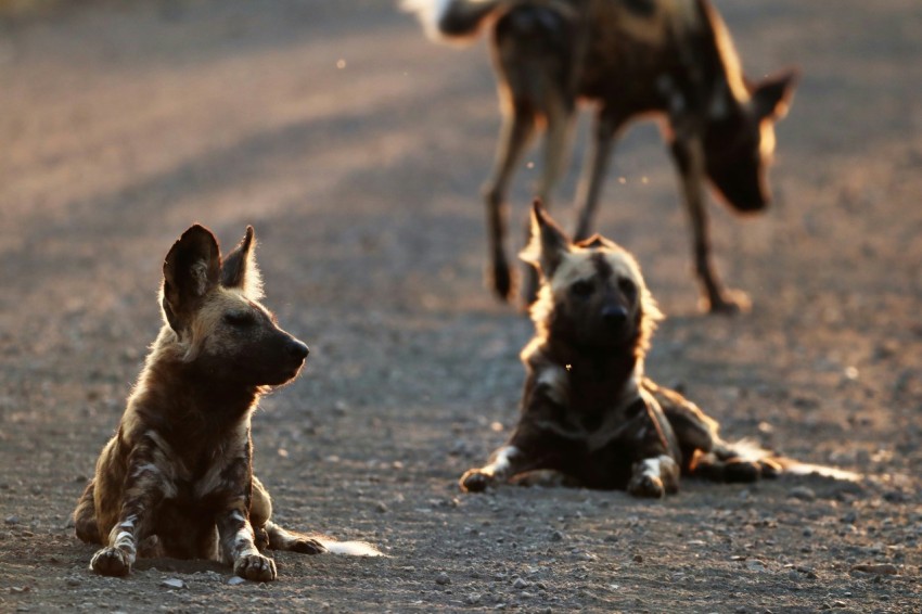 a group of dogs sitting on the ground