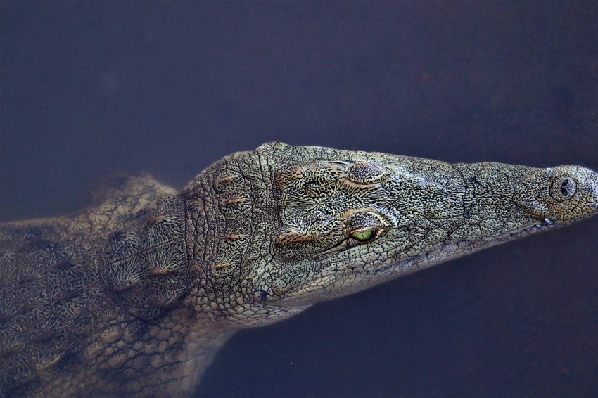 a lizard on a rock LQ3