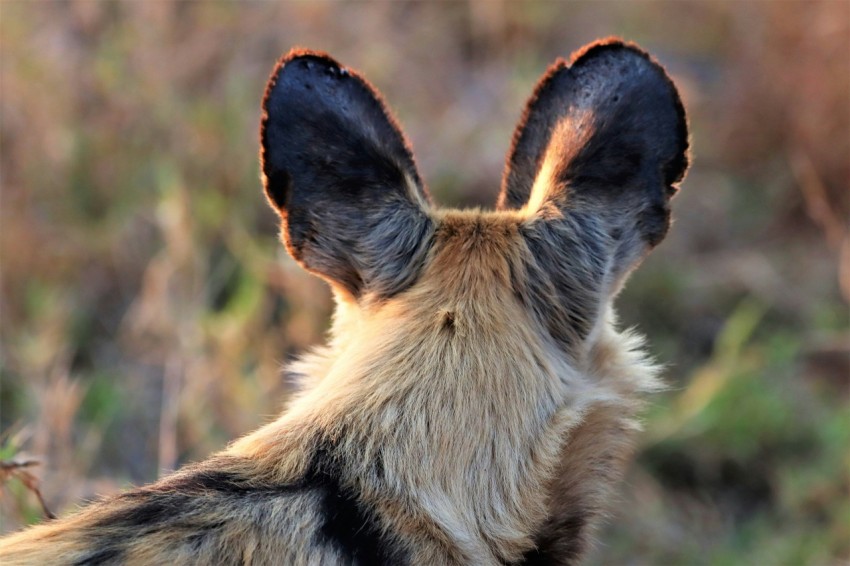 a fox with its head tilted