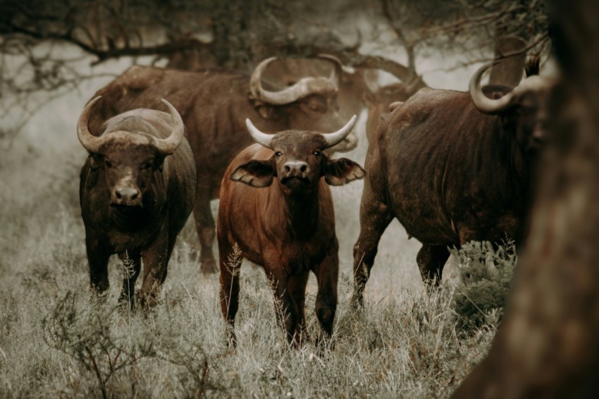 a herd of cattle standing on top of a grass covered field