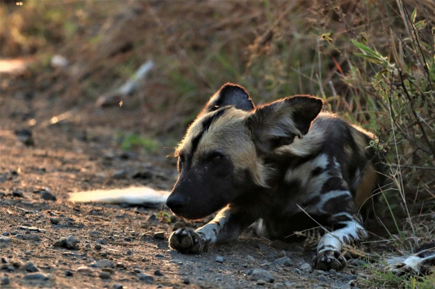 a dog lying on the ground