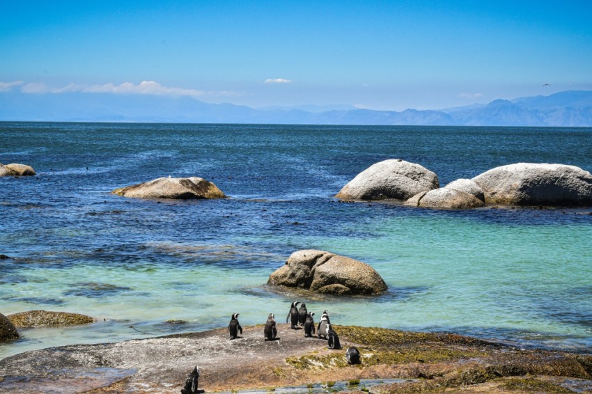 a group of penguins standing on top of a rocky beach 4o_SaAi 9