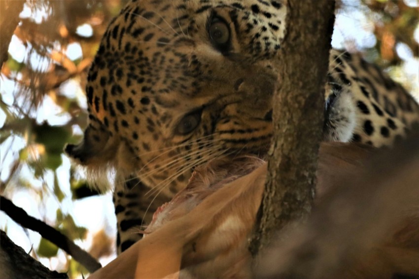 a leopard in a tree