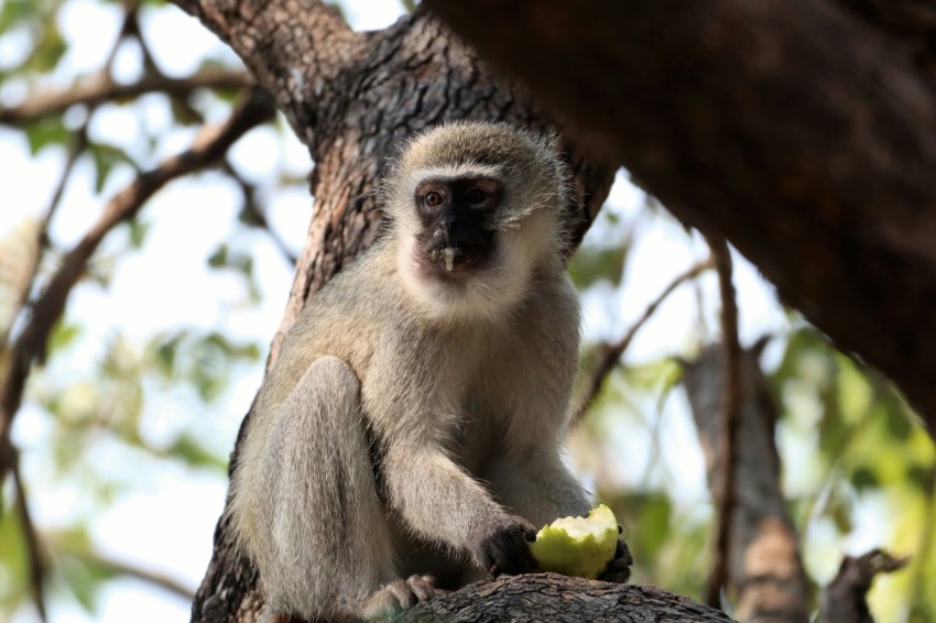 a monkey in a tree