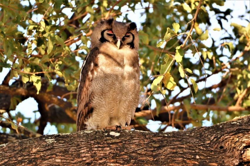 a couple owls on a tree branch