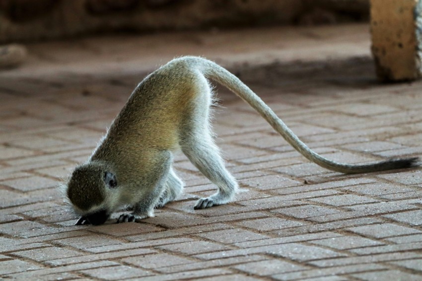 a small animal on the ground