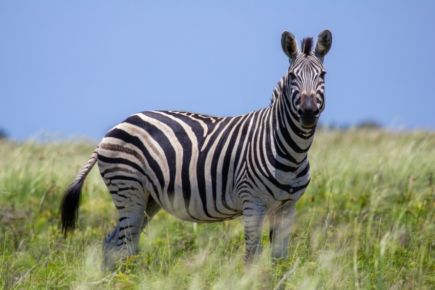 a zebra standing in a field of tall grass