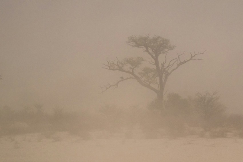 a tree in a foggy field 1r1C