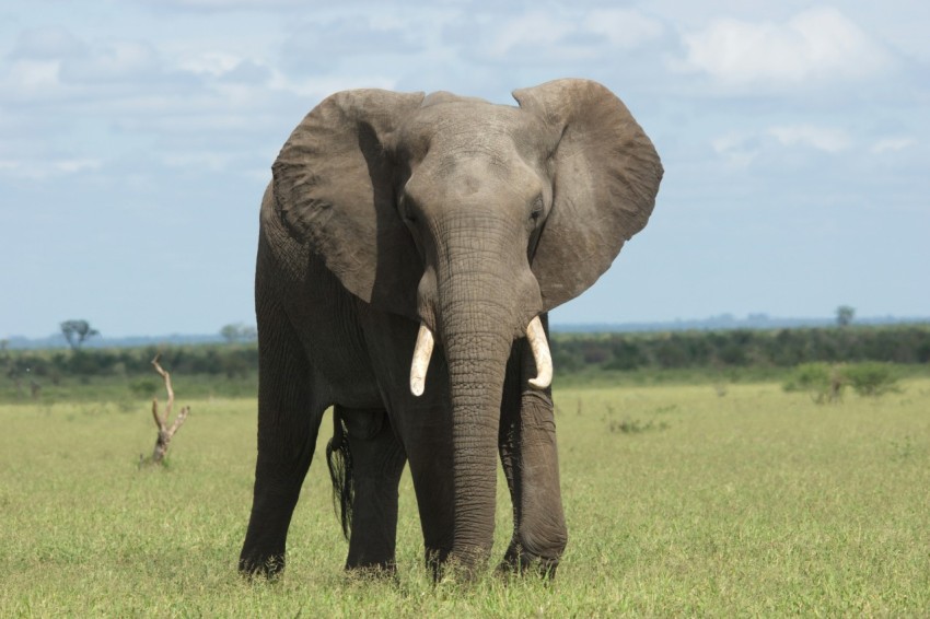 an elephant with tusks in a field