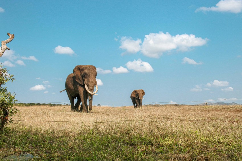 a couple of elephants walking across a dry grass field