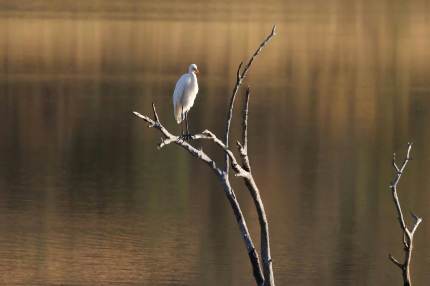 a white bird sitting on top of a tree branch