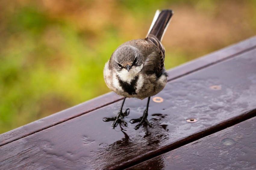 black and white bird on brown wooden table 0FZg U