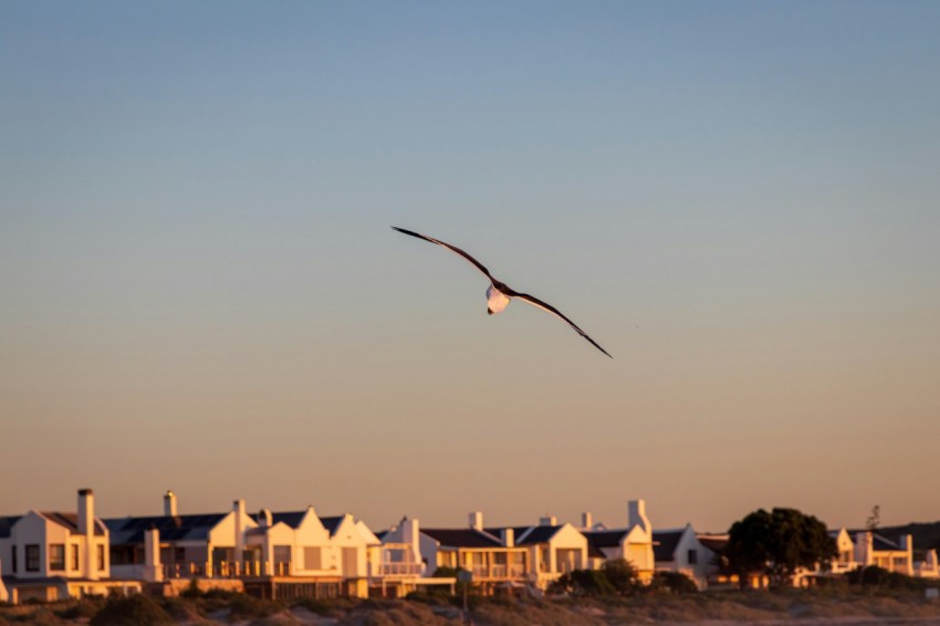 a seagull flying over a row of houses