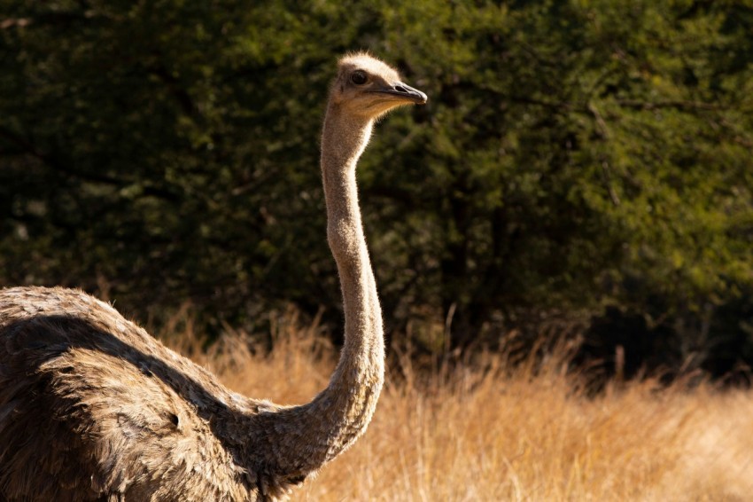 a bird standing in a field