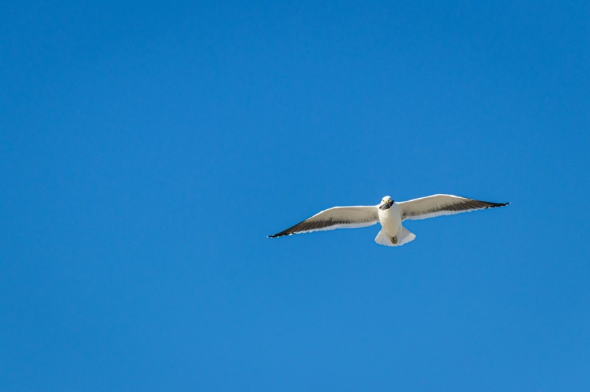 a white bird flying through a blue sky